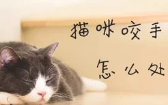 猫咪咬手指怎么处理