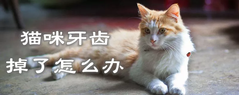 猫咪牙齿掉了怎么办