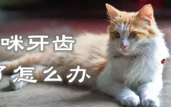 猫咪牙齿掉了怎么办