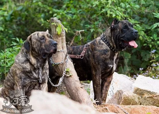 加纳利犬怎么训练握手 西班牙加纳利犬握手训练技巧1