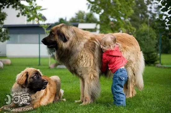 兰波格犬吃什么好 兰波格犬狗粮选择推荐1