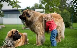 兰波格犬吃什么好 兰波格犬狗粮选择推荐