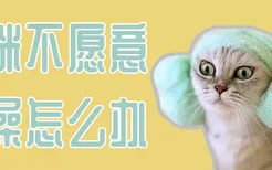 猫咪不愿意洗澡怎么办