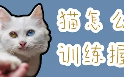 猫怎么训练握手