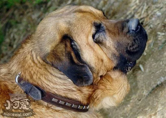 马士提夫犬怎么自制狗粮 马士提夫獒犬自制狗粮配方介绍1