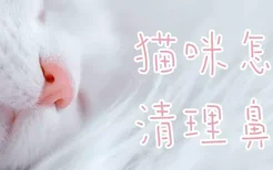 猫咪怎么清理鼻子