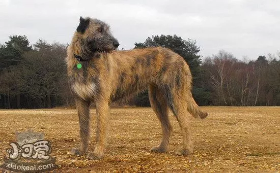 爱尔兰猎狼犬呕吐怎么处理 爱尔兰猎狼犬呕吐处理方法1