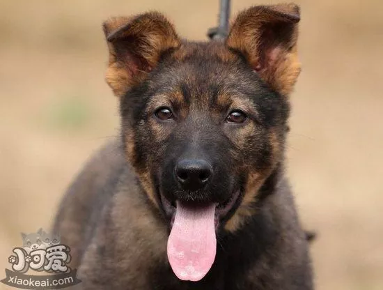 昆明犬拉稀有哪些原因 昆明犬拉肚子解决方法1