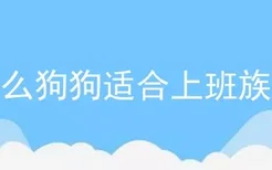 什么狗狗适合上班族养