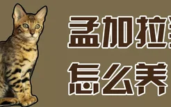 孟加拉猫怎么养