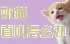 小奶猫一直叫怎么办