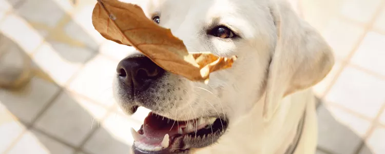 让狗抓破皮会得狂犬病吗 这肯定是会感染，及时治疗很重要