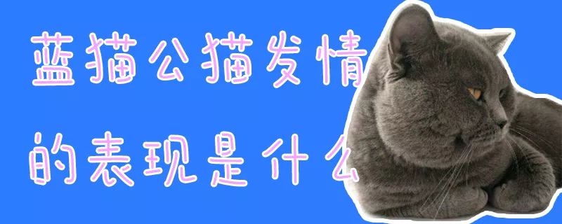 蓝猫公猫发情的表现是什么