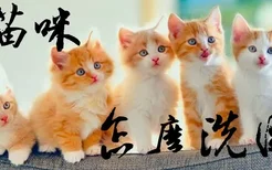 小猫咪怎么洗澡