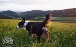 澳洲牧羊犬咳嗽怎么办 澳大利亚牧羊犬咳嗽治疗方法