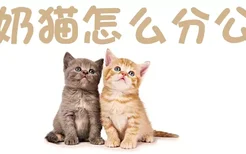 小奶猫怎么分公母