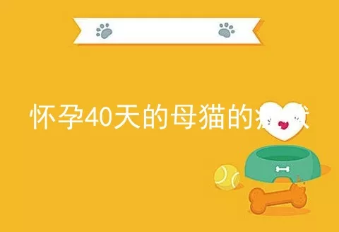 怀孕40天的母猫的症状