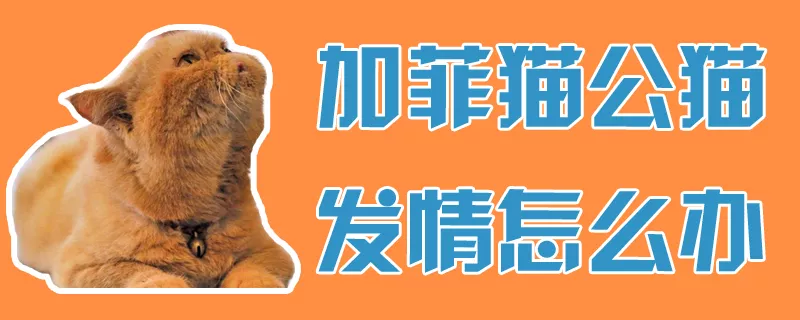 加菲猫公猫发情怎么办