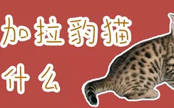 孟加拉豹猫吃什么