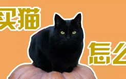 孟买猫怎么养