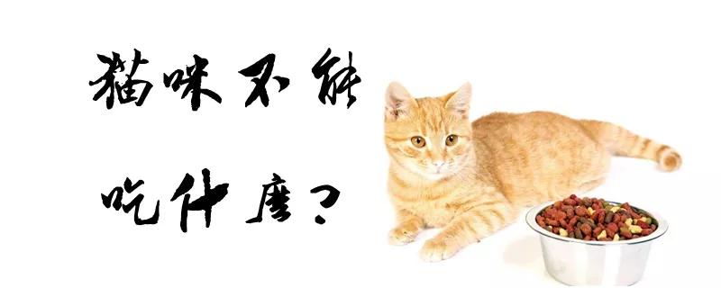 猫咪不能吃什么