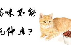 猫咪不能吃什么