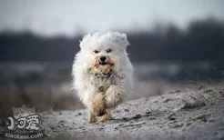 哈瓦那犬站立怎么教 哈瓦那犬站立训练教程