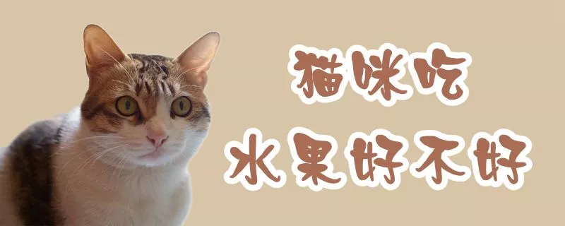 猫咪吃水果好不好