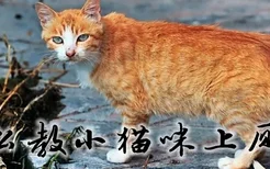 怎么教小猫咪上厕所