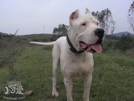 杜高犬怎么洗澡 杜高犬洗澡步骤流程1