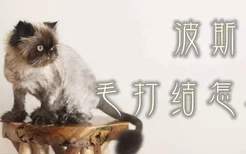 波斯猫毛打结怎么办