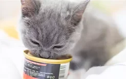 猫咪可以天天吃罐头吗 猫咪的主食最好以猫粮为主