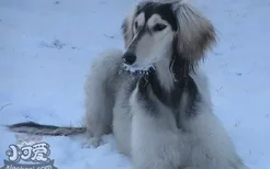 萨路基猎犬怎么修剪指甲 萨路基猎犬剪指甲方法