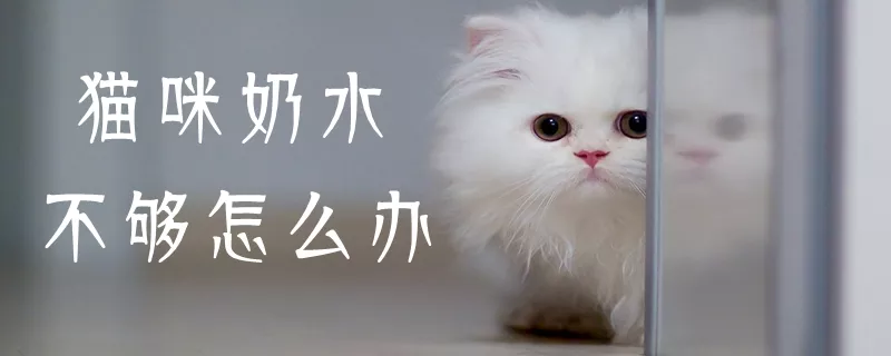 猫咪奶水不够怎么办