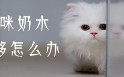 猫咪奶水不够怎么办