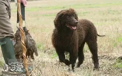 爱尔兰水猎犬怎么美容 美容养护护理介绍