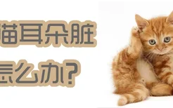 小猫耳朵脏怎么办