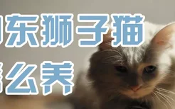 山东狮子猫怎么养