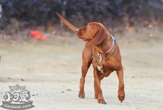 红骨猎浣熊犬外耳炎有什么症状 外耳炎症状介绍