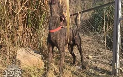 普罗特猎犬怎么训练上厕所 普罗特猎犬定点大小便训练方法