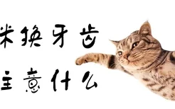 猫咪换牙齿应注意什么