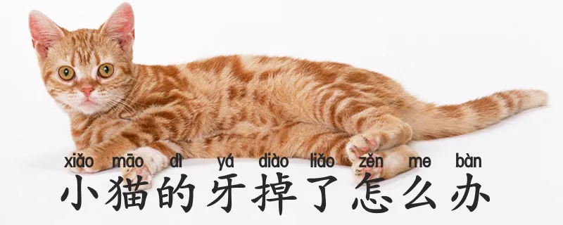 小猫的牙掉了怎么办