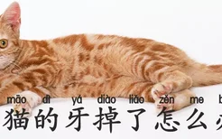 小猫的牙掉了怎么办