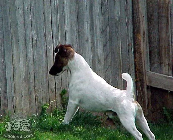 短毛猎狐梗吃什么狗粮好 短毛猎狐梗狗粮选择技巧1