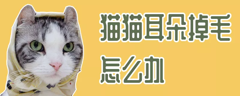 猫猫耳朵掉毛怎么办