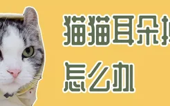 猫猫耳朵掉毛怎么办