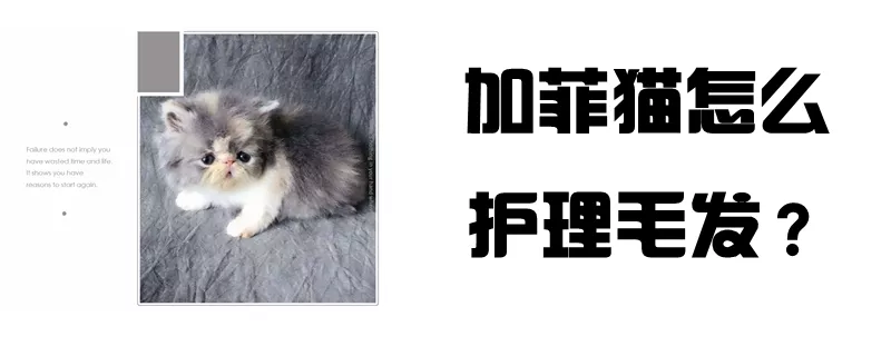 加菲猫怎么护理毛发