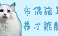 布偶猫怎么养才能胖