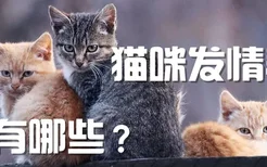 猫咪发情表现有哪些