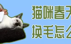 猫咪春天换毛怎么办